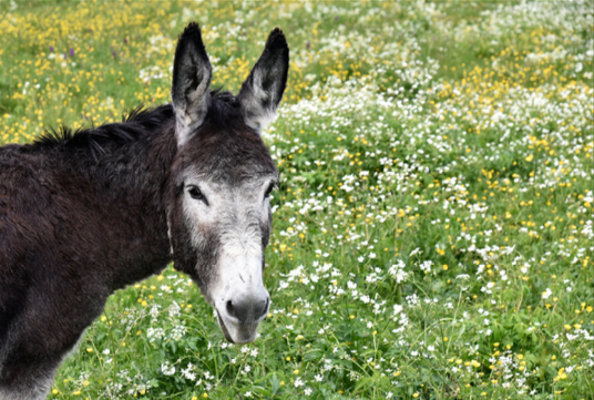 Ezel in een bloemrijke wei op het landgoed.