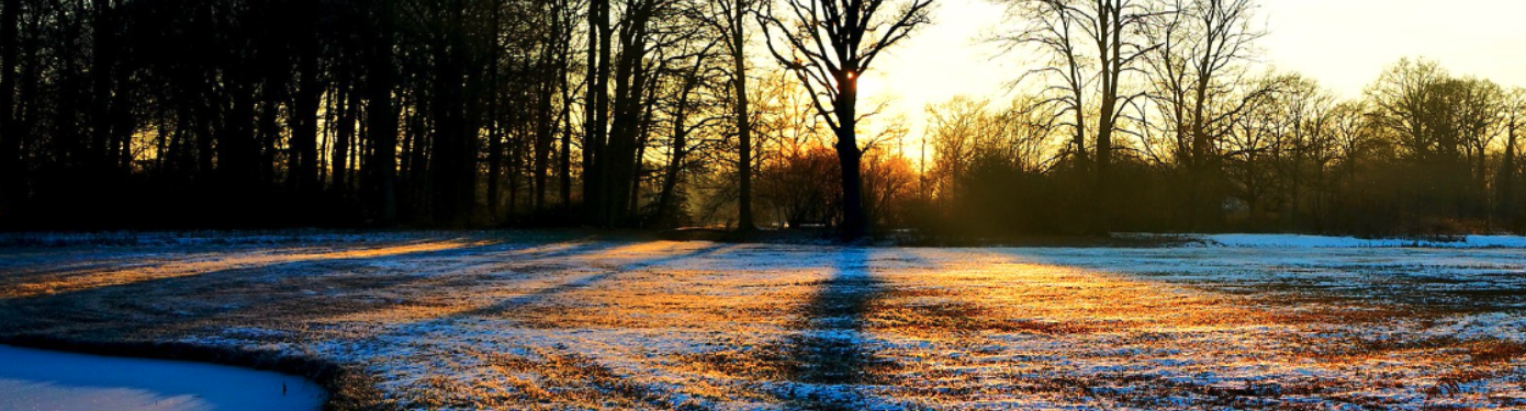 Herfstlicht tussen de bomen van het park.