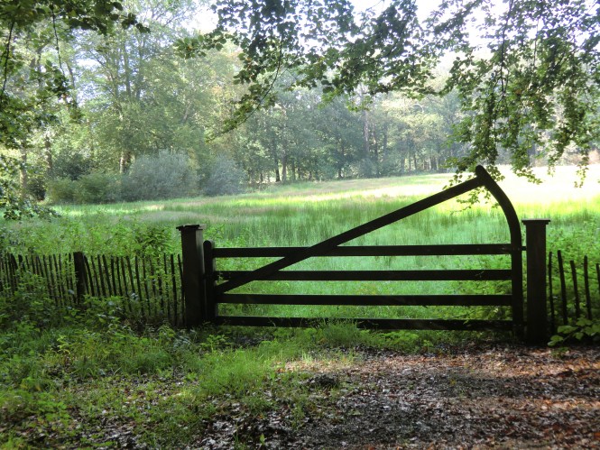 Pad met oude bomen op het landgoed.