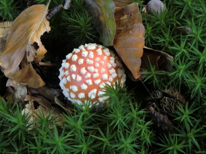 Vliegenzwam tussen het herfstblad.